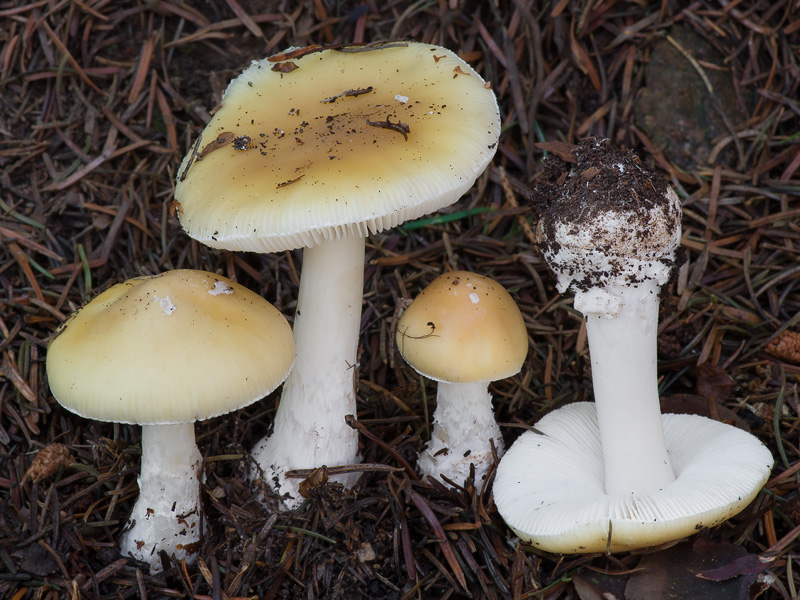 Amanita gemmata